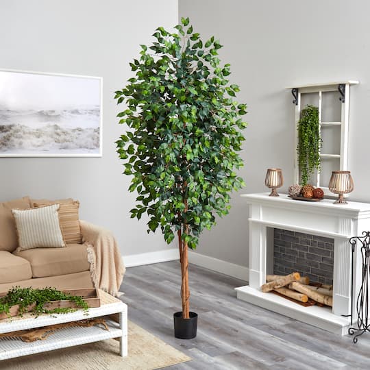 8ft. Potted Ficus Tree